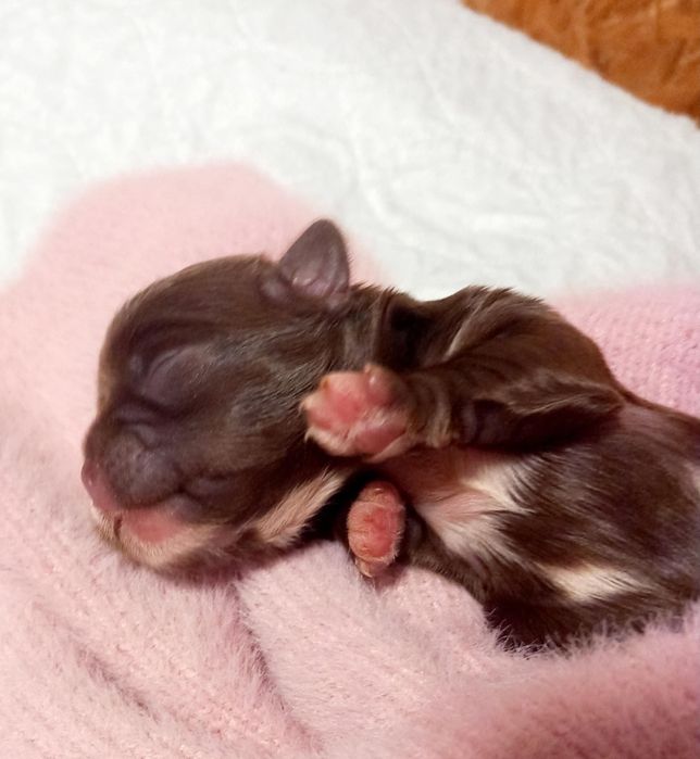 Shih-tzu czarna suczka mini