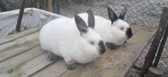 Sprzedam  srokacze i mieszańce