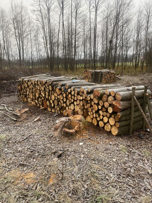 Drzewo Olszyna 100 m