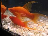 Mieczyk mieczyki lira Welonowe Xiphophorus helleri Koi, tuxedo,zielony