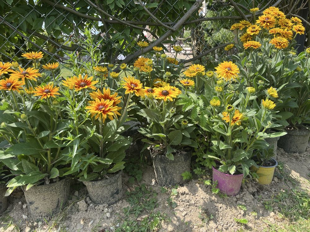 Kwiatki rudbeki