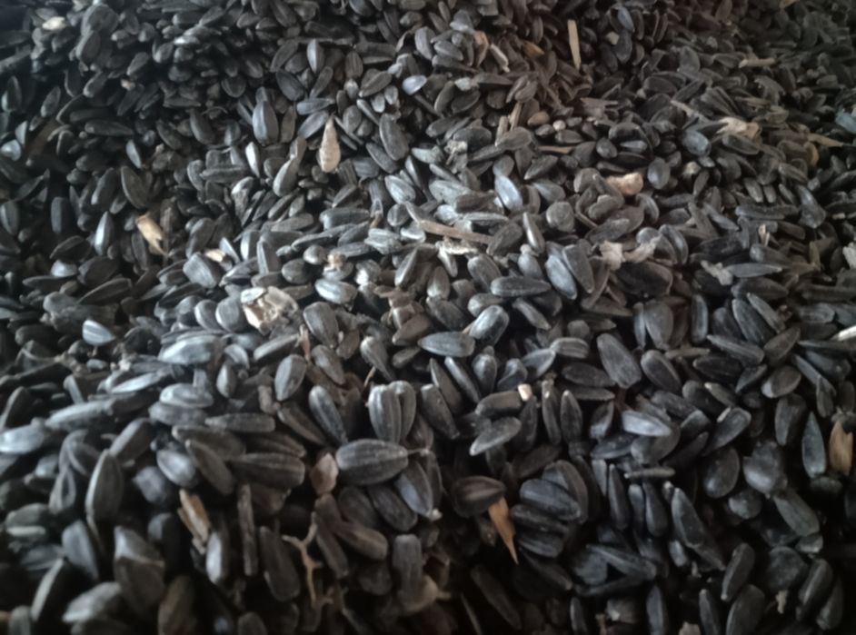 Семечок подсолнух