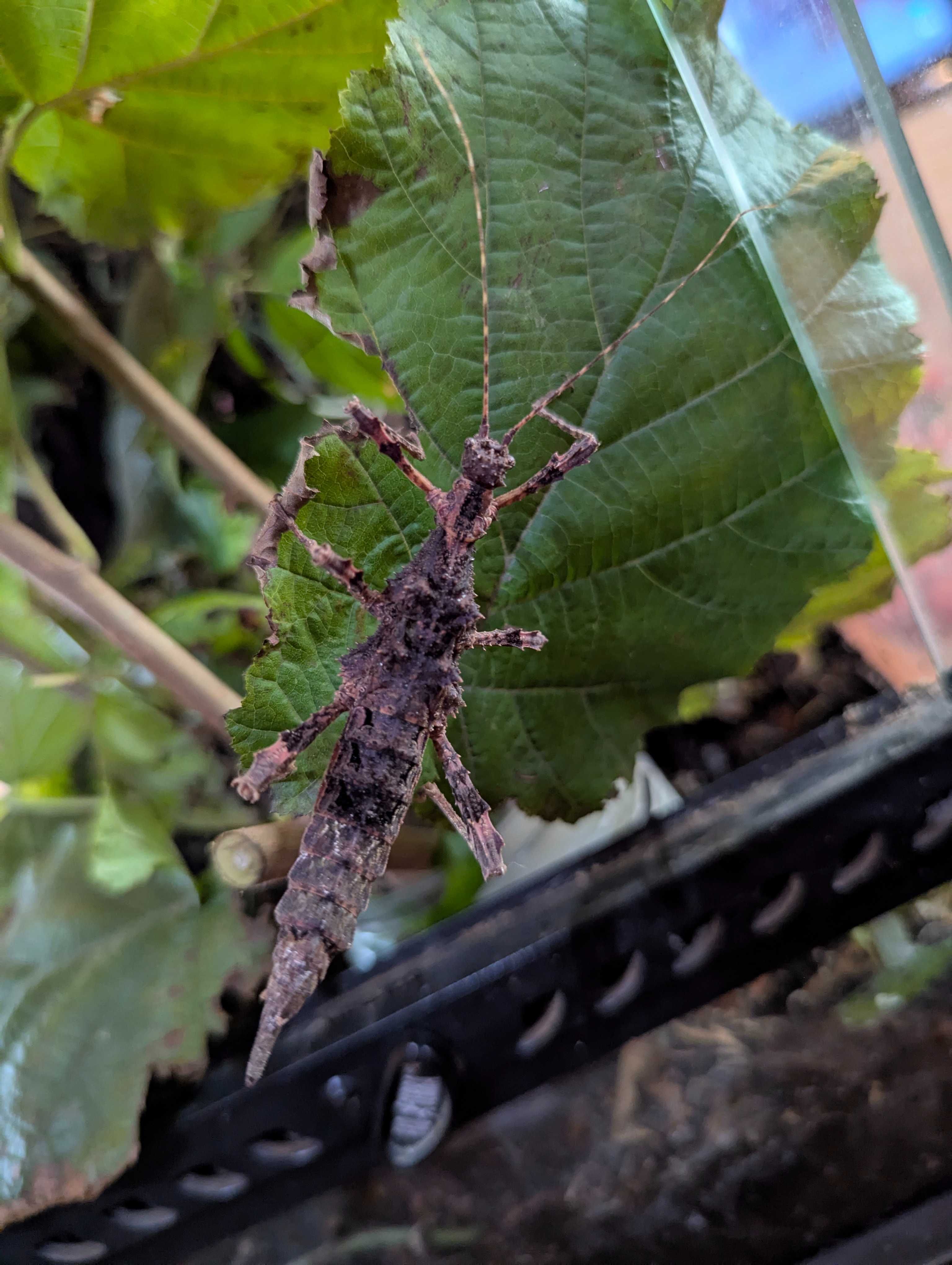 Straszyk Trachyaretaon sp. North Luzon