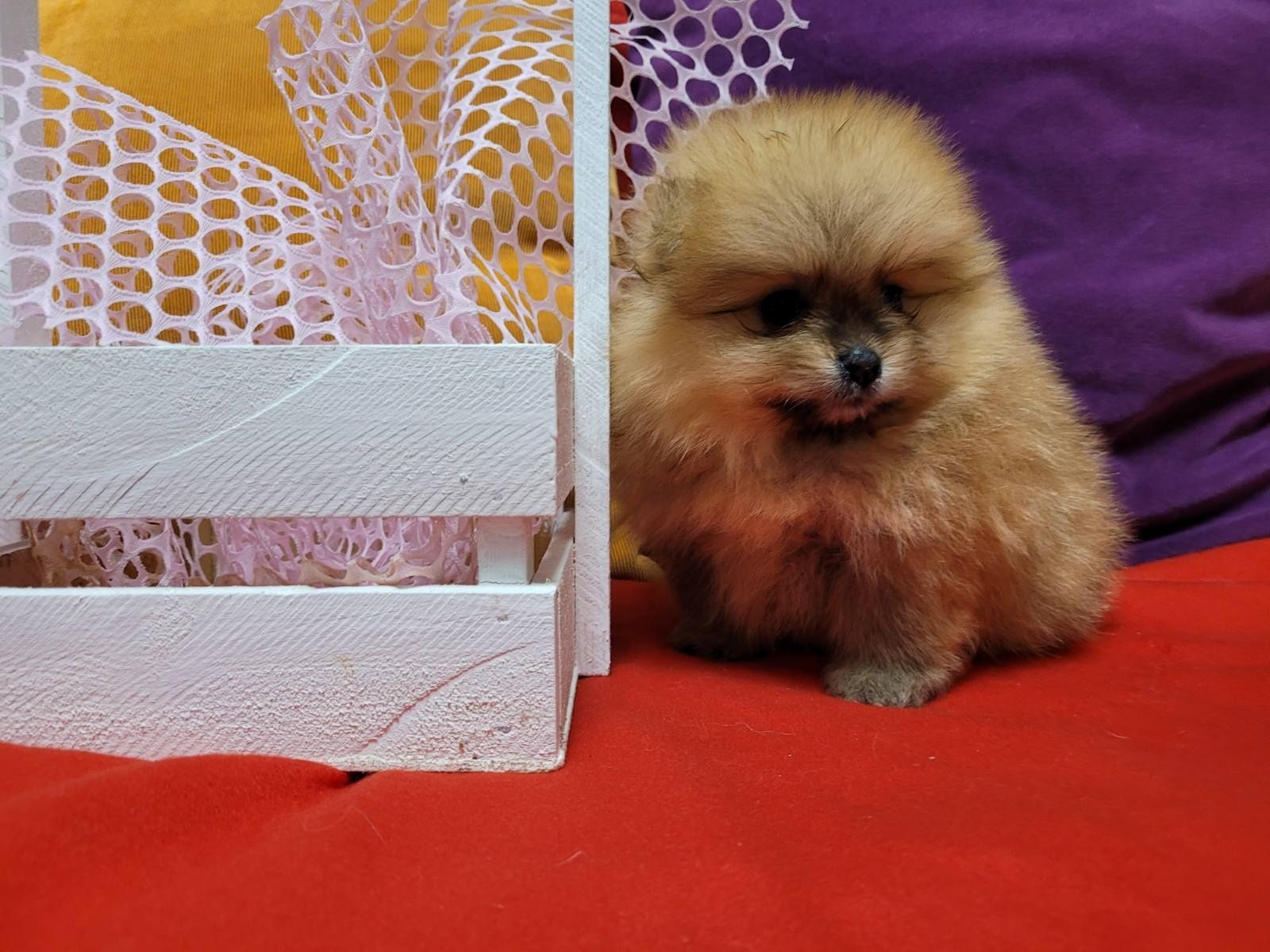 Tip Miś .Pomeranian