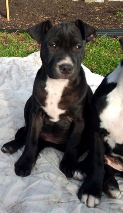 Piękne szczenie Pitbull terrier