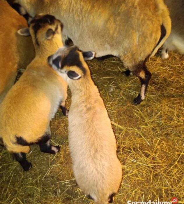 Owce kameruńskie, suffolk, mieszańce