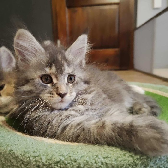 Kotka Maine Coon