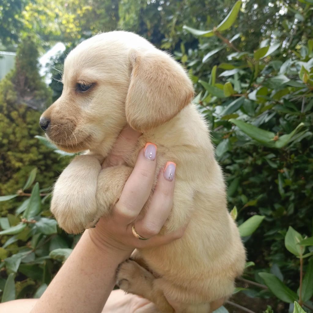 Cudna dziewczynka Dafne labrador retriever