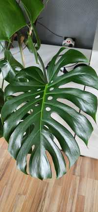 Monstera deliciosa dziurawa