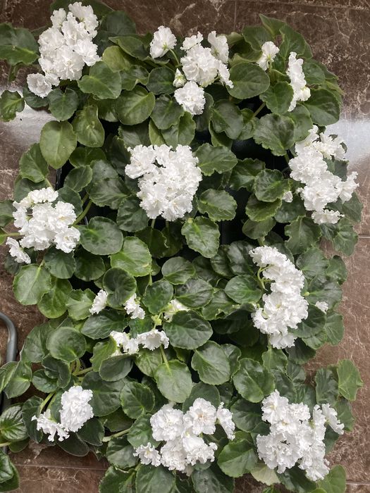 Фіалка(сенполія) сортова. Розпродаж.