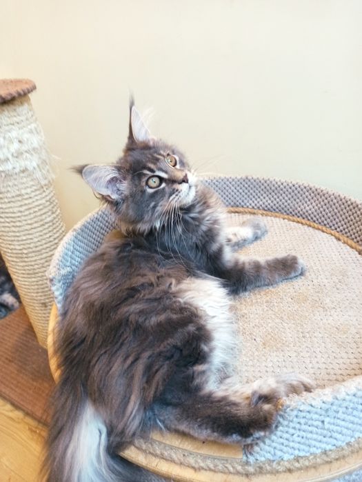 Maine Coon-koteczka niebieska po Championie