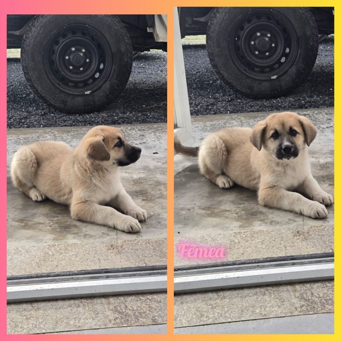 Cachorrinha para adoção