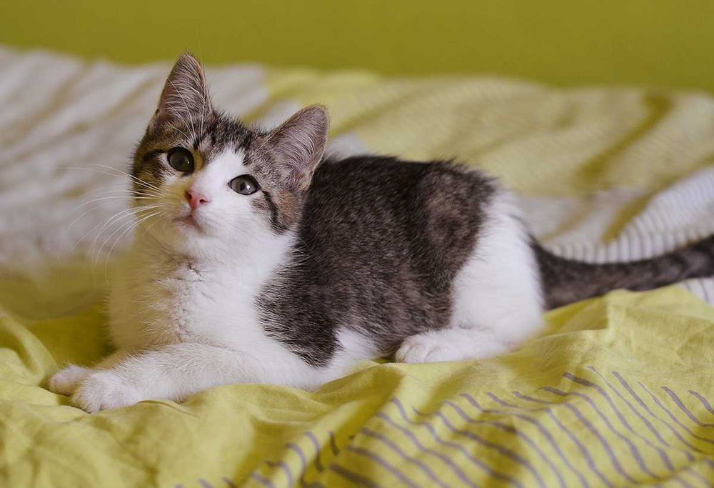 Кошеня Мартін в Добру родину! (котик, 2,5-3 міс, врятований з вулиці)