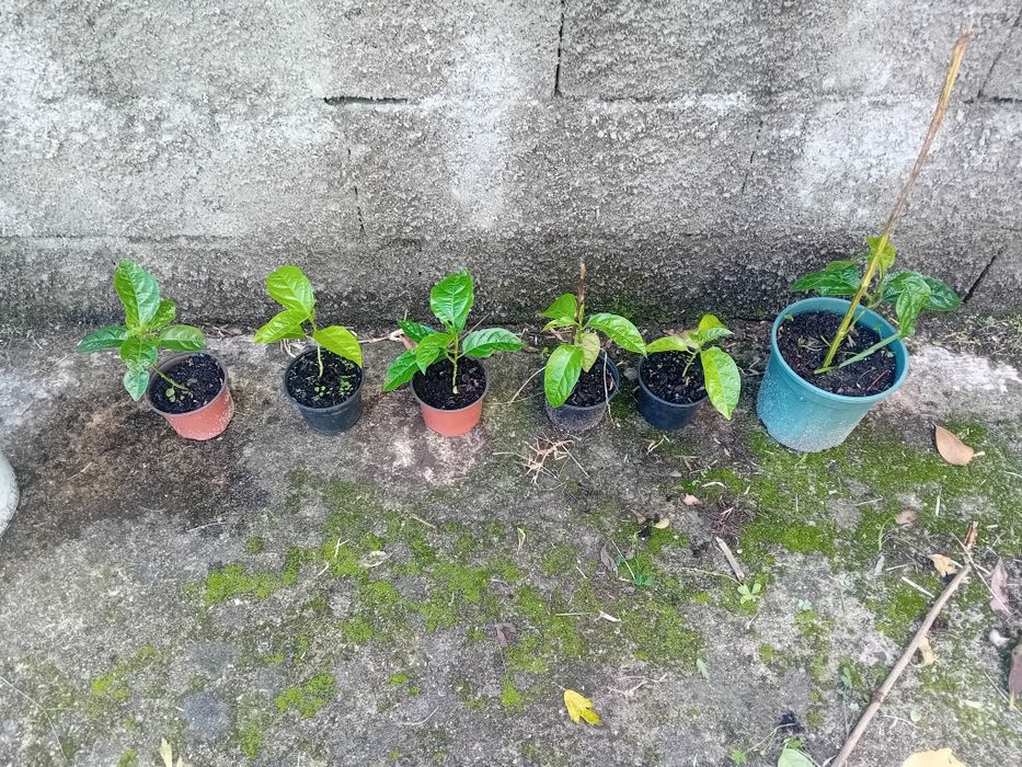 Maracujá Roxo em Vaso