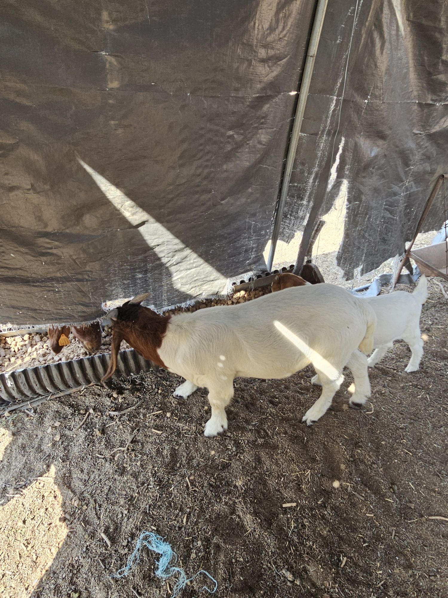 Macho boer disponível
