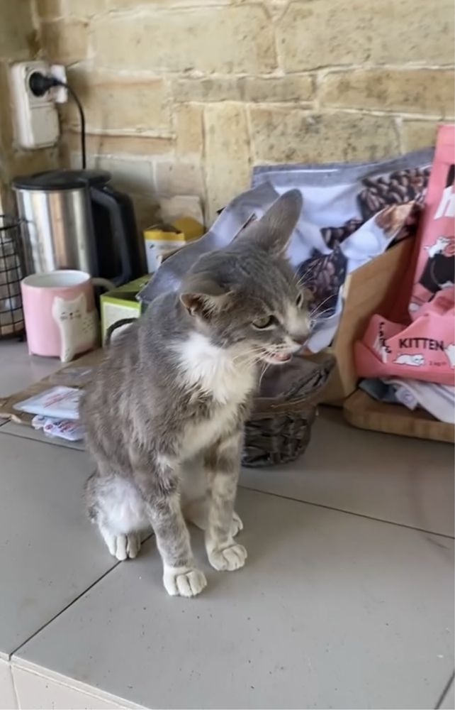 Отдам бесплатно котенка