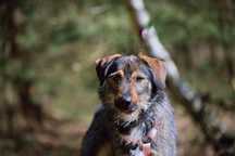 1, 5 roczny, 15kg, Bono adopcja za darmo oddam