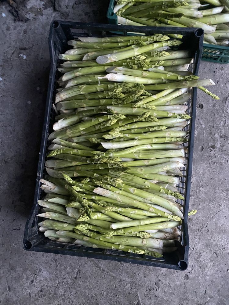 Спаржа , аспарагус , asparagus опт и розница