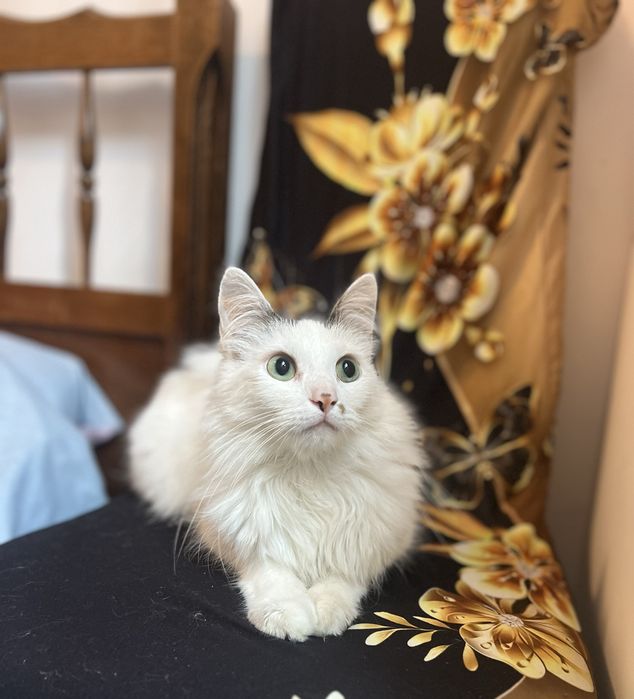 Przepiekny kocurek Lizak szuka domku