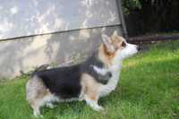 Welsh Corgi Pembroke