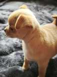 chihuahua krótkowłosa