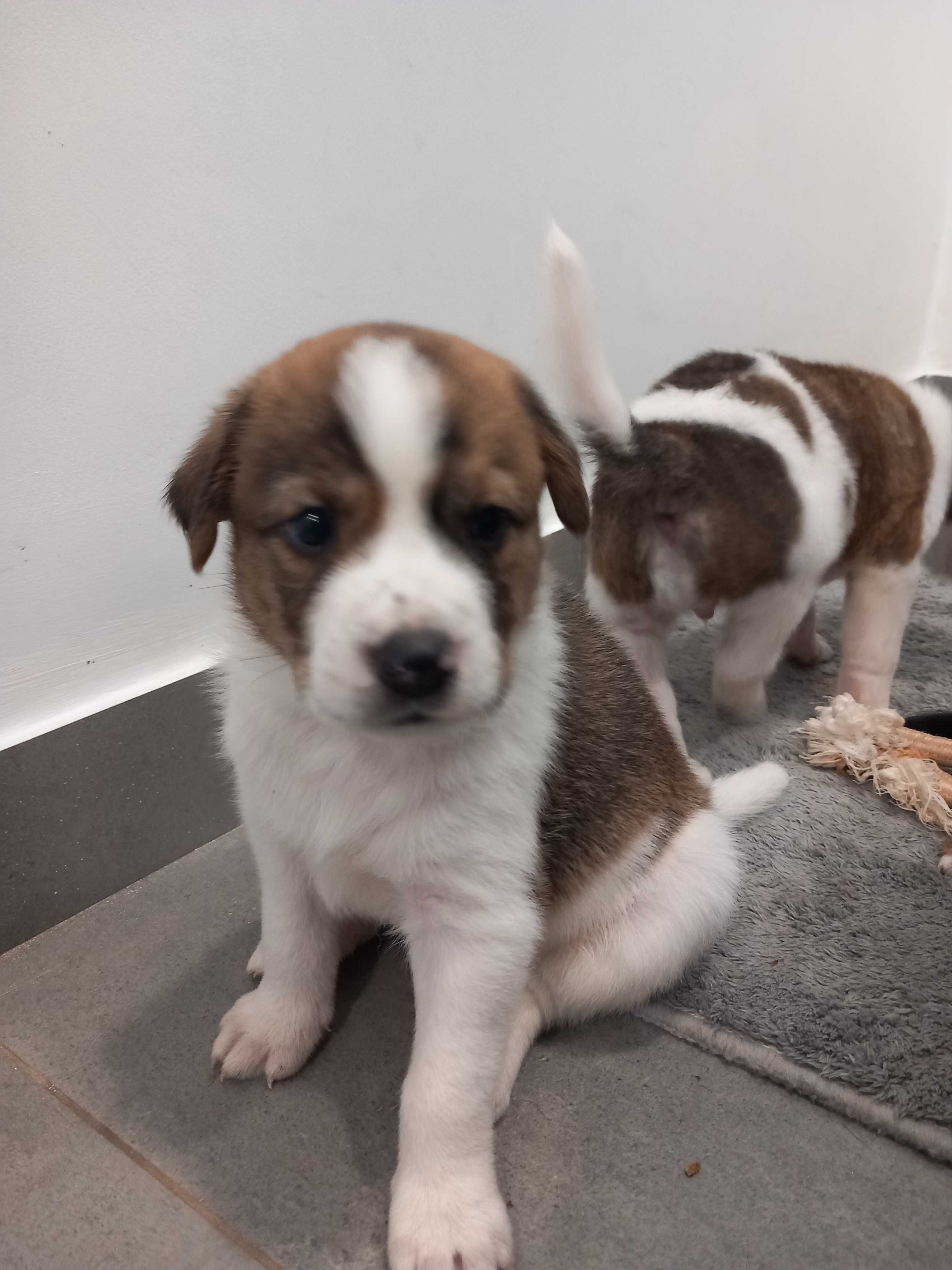 Cães Bebês para adopção