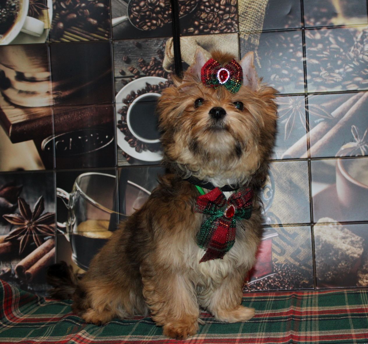 Ocean Pearl Yorkshire Terrier cudny piesek