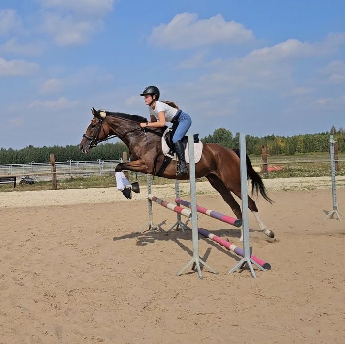 Klacz xx 4,5 roku, 164 cm wzrostu, zdrowa i grzeczna