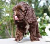 Cockapoo cocker spaniel pudel hybryda PI PI