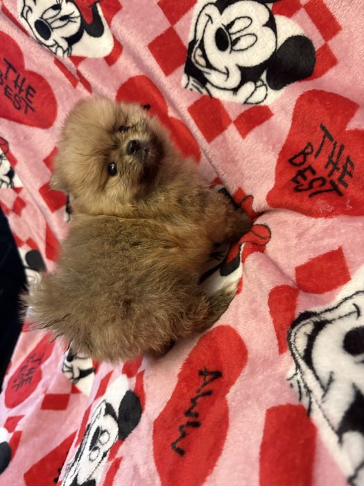 Pomeranian XXS piesek do odbioru