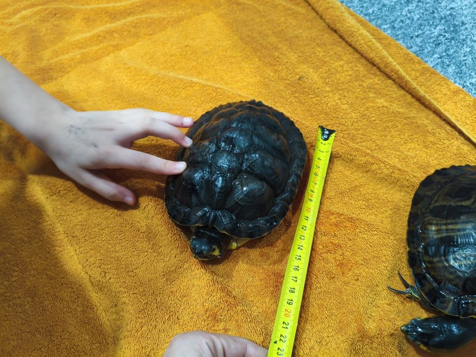 Żółwie wodno lądowe