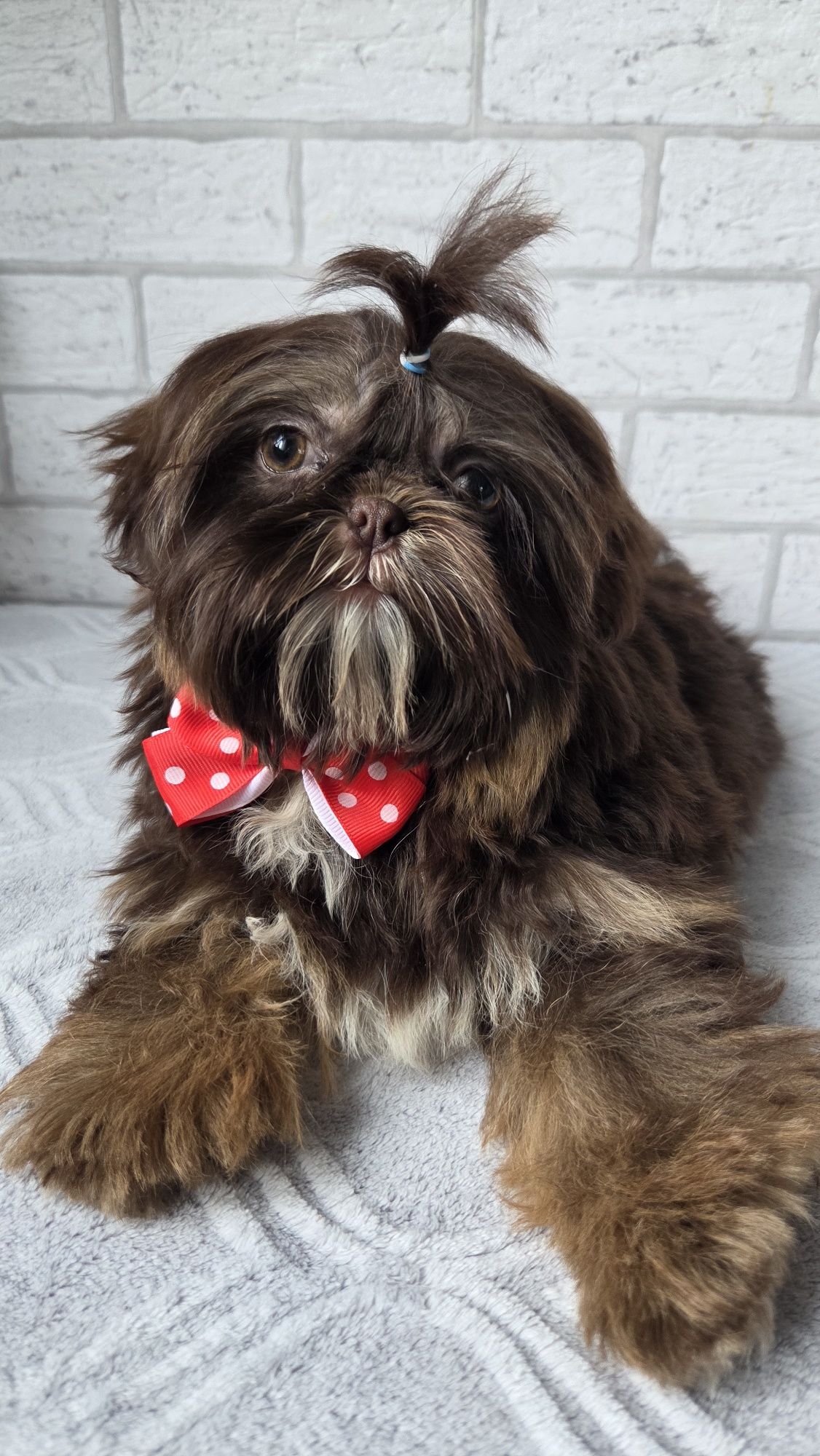 Shih Tzu  2,5 msc