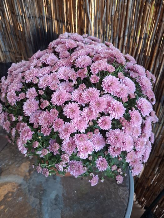 Chryzantemy na święto zmarłych