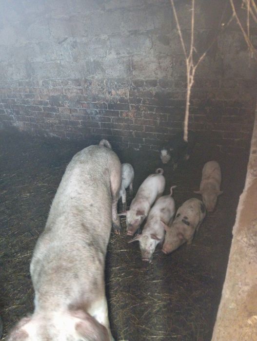 Продаємо поросята