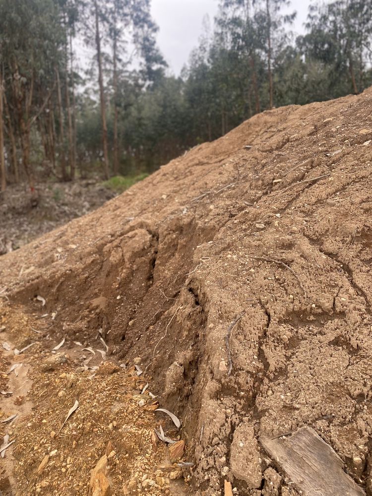 Terra preta vegetal para jardim