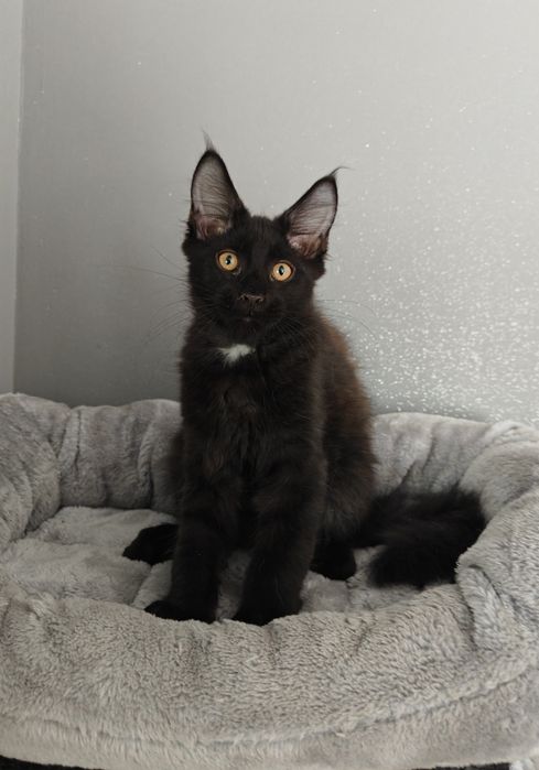 Kocurek Maine Coon gotowy na zmianę domku