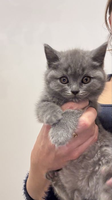 Scottish stright com 2 meses