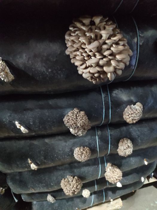 Грибные блоки вешенки