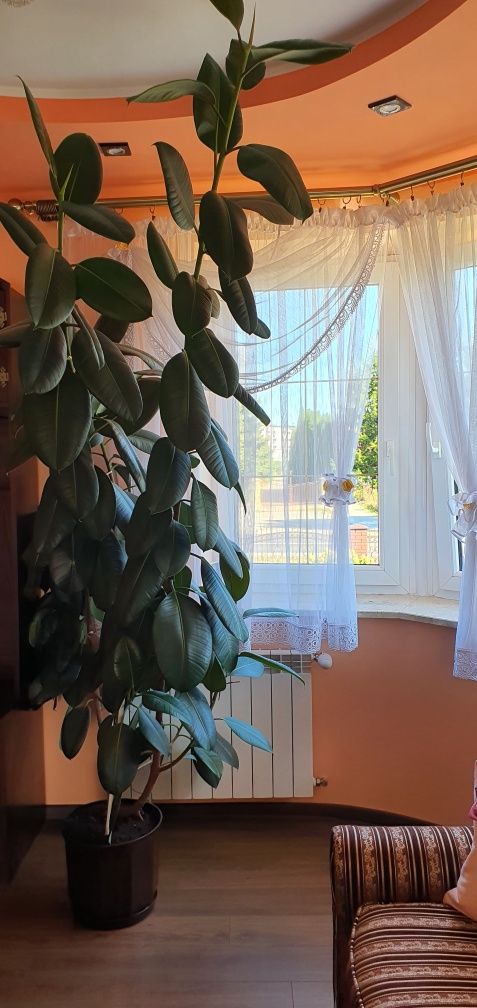 Fikus figowiec sprężysty