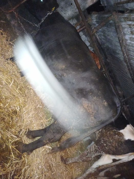 Sprzedam krowe po ocieleniu