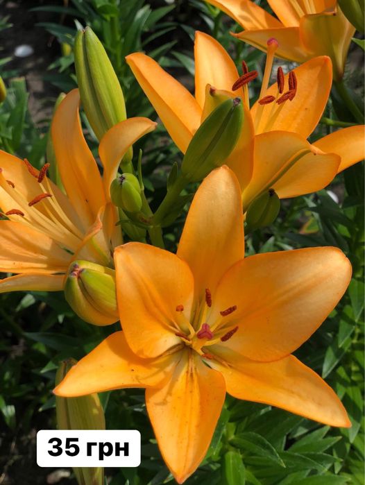 Ліліі садові різнокольорові