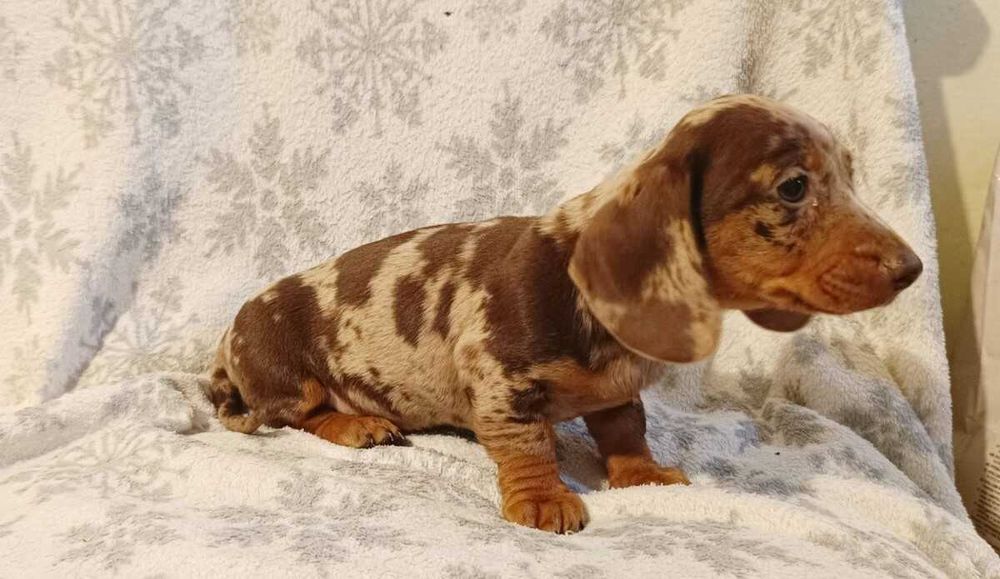 Teckel Super Baby - Fêmea - TOP - Garantia Fatura Despistes Genéticos