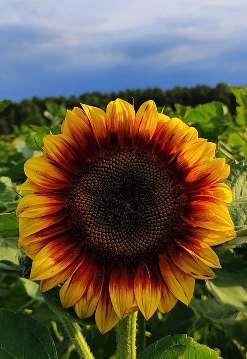 Słonecznik ozdobny MIX ODMIAN, TAYIO