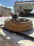 Chihuahua Excelente Linhagem