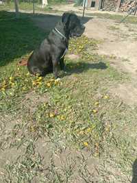 cane corso suczka wysterylizowana