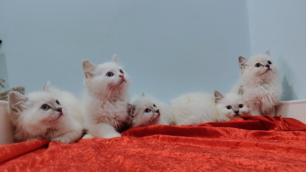 Śliczne kocięta Ragdoll gotowe do odbioru!