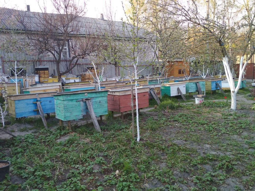 Бджолосім'ї і бджолопакети 2025р.