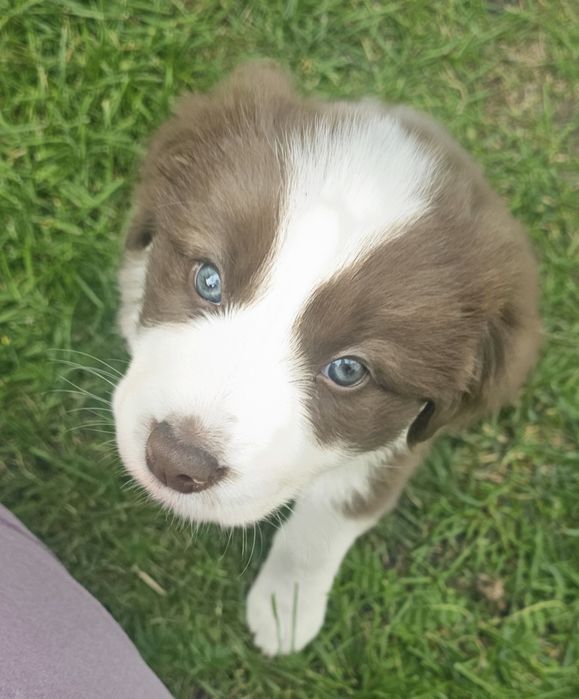 BORDER COLLIE "Czekam Właśnie na Ciebie"