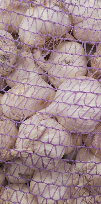 Czosnek harnaś zimowy