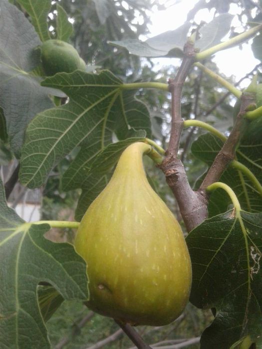 продам саженцы инжира